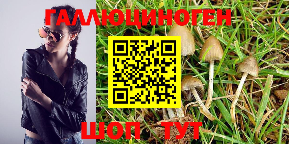 Галлюциногенные грибы Psilocybe Назрань